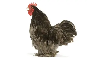 Chickens Prints: Chicken - Pekin Bantam blue - in studio