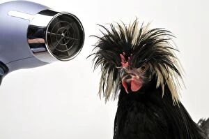 CHICKEN - Polish chicken with hairdryer