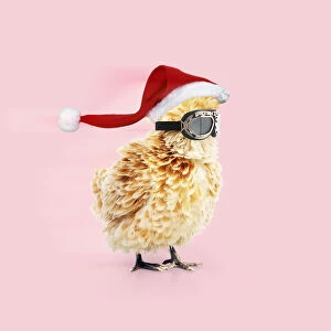 Aviator Gallery: CHICKEN - Polish frizzle, wearing goggles