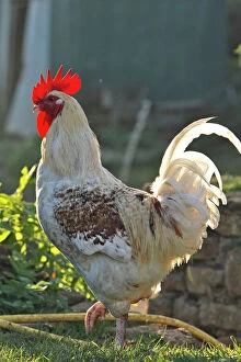 Wattle Collection: Chicken - rooster