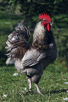 Chickens Collection: Chicken - rooster