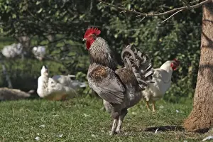 Free Range Prints: Chicken - rooster