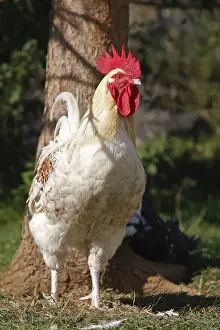Chicken - rooster