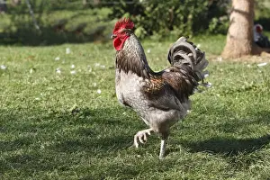 Chicken - rooster