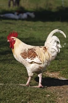 Images Dated 14th October 2007: Chicken - rooster