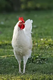 Chicken - rooster