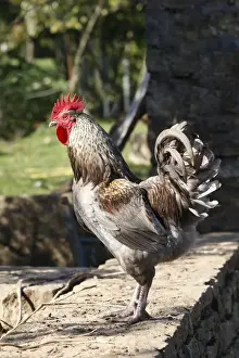 Chicken - rooster