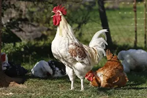 Crowing Prints: Chicken - rooster crowing