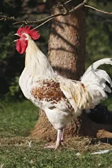 Chicken - rooster crowing