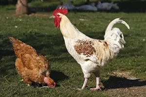 Chicken - rooster & female