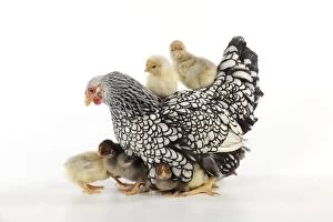 Images Dated 12th May 2010: CHICKEN. Silver laced wyandotte with chicks