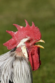 Images Dated 22nd June 2006: Chicken - Silver leghorn