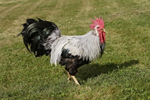 Images Dated 22nd June 2006: Chicken - Silver leghorn