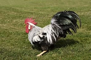 Images Dated 22nd June 2006: Chicken - Silver leghorn