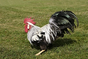 Images Dated 22nd June 2006: Chicken - Silver leghorn