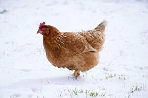Chicken - in snow