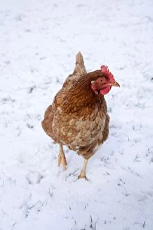 Chickens Collection: Chicken - in snow - Cornwall - UK