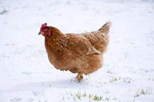 Images Dated 2nd March 2006: Chicken - in snow - Cornwall - UK