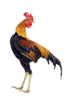 <b class=qtipBold><figcaption>Chicken - in studio</figcaption></b><br>LA-4522 Chicken - in studio Jean Michel Labat Please note that prints are for personal display purposes only and may not be reproduced in any way.<br><em>© J.M.Labat/ardea.com</em> Chicken - in studio
