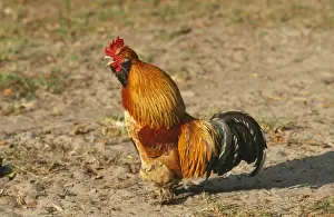 Crowing Prints: Chicken WAT 1026 Golden Ardennaise Cock, crowing. © M. Watson / ARDEA LONDON