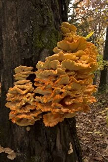 The Chicken of the Woods Fungus
