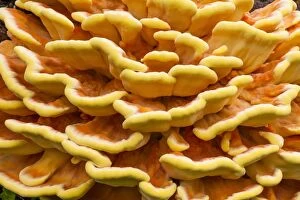 Images Dated 24th September 2013: Chicken of The Woods fungus - brackets on tree stump
