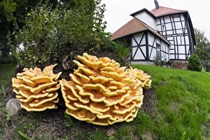 Brackets Gallery: Chicken of The Woods fungus - brackets on tree stump