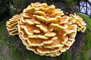Images Dated 24th September 2013: Chicken of The Woods fungus - brackets on tree stump