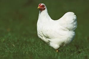 Images Dated 6th January 2009: Chicken - Wyandotte white hen JPF17880