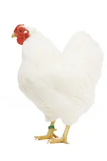 Wyandotte Prints: Chicken - Wyandotte - White in studio