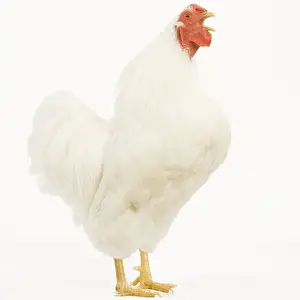 Chicken - Wyandotte - White in studio