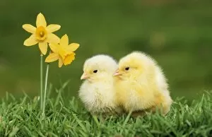 Images Dated 30th September 2008: CHICKEN - X2 chicks with daffodils