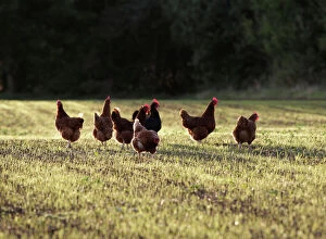 Chickens - free range group in evening light