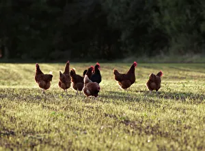 Chicken - Hen