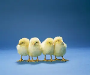 Chickens JD 2663 x 4 Chicks © John Daniels / ARDEA LONDON