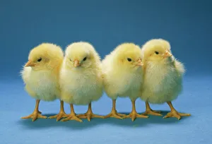Easter Collection: Chickens - x 4 Chicks