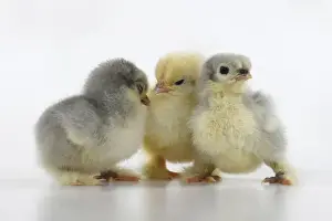 Jd 300620 Prints: Chicks