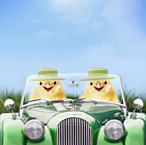 Transport Prints: Two chicks driving green sports car wearing Easter bonnets in spring