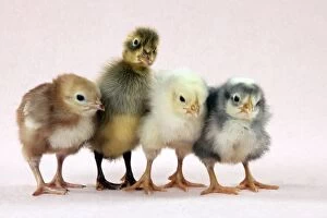Chickens Collection: Chicks standing with duckling