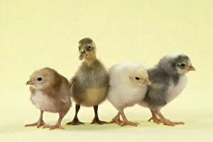 Images Dated 28th June 2012: Chicks standing with duckling Digital Manipulation: background to yellow