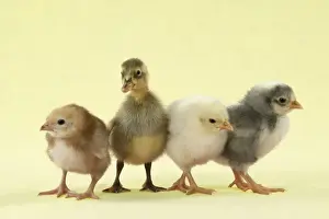Cute Prints: Chicks standing with duckling Digital Manipulation: background to yellow