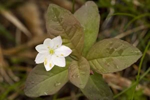 Images Dated 23rd May 2006: chickweed-wintergreen / Arctic starflower