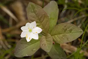 chickweed-wintergreen (Trientalis europaea), Scotland