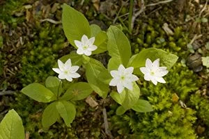 Images Dated 24th May 2007: Chickweed Wintergreen (Trientalis europaea) in flower. Rare in UK