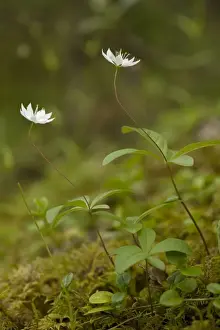 Chickweed wintergreen (Trientalis europaea) in flower. A northern woodland flower, Scotland