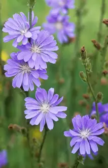 Chicory Prints: Chicory