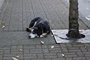 Images Dated 5th October 2007: chien abandonne dans la rue