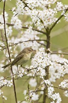 Images Dated 15th April 2011: Chiffchaff - on Blackthorn blossom - Bedfordshire - UK 12328