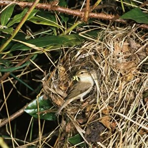 Images Dated 5th July 2010: Chiffchaff - with food in beak at nest entrace
