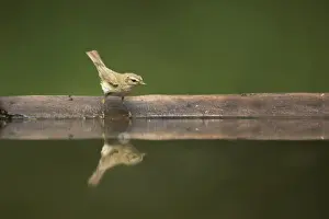 Chiffchaff - At forest pool Phylloscopus collybita Hungary BI015846